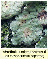 Abrothallus microspermus