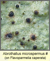 Abrothallus microspermus