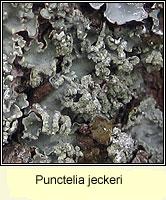 Punctelia jeckeri