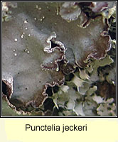 Punctelia jeckeri