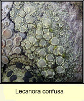 Lecanora confusa