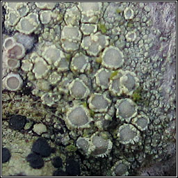 Lecanora confusa