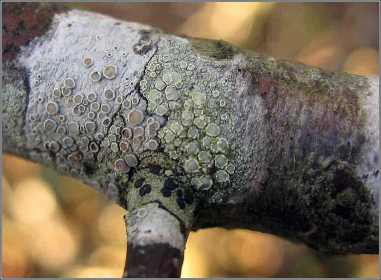 Lecanora confusa