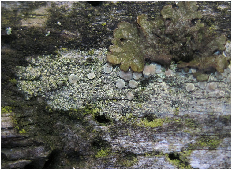 Lecanora confusa