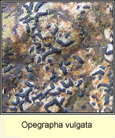 Opegrapha vulgata