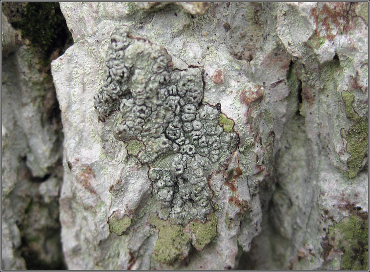 Pertusaria hymenea