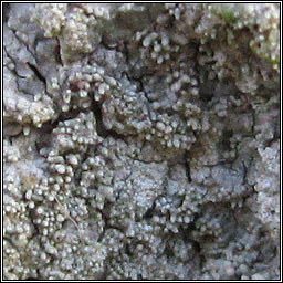 Pertusaria coccodes