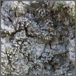 Pertusaria coccodes