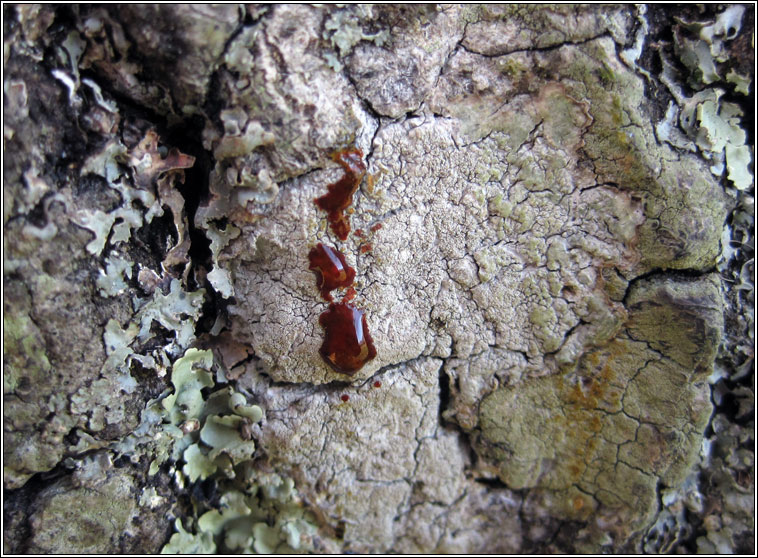 Pertusaria coccodes