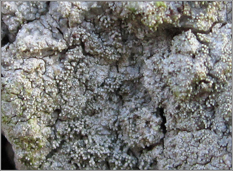 Pertusaria coccodes