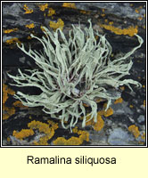Ramalina siliquosa