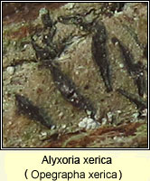 Opegrapha xerica