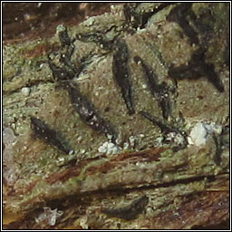 Alyxoria xerica, Opegrapha xerica