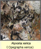 Alyxoria xerica (Opegrapha xerica)