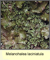 Melanohalea laciniatula