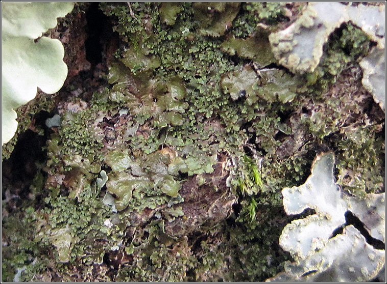 Melanohalea laciniatula