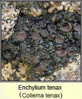 Enchylium tenax (Collema tenax)