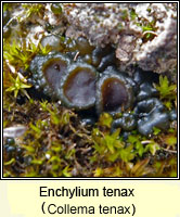 Enchylium tenax (Collema tenax)