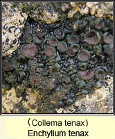 Enchylium tenax (Collema tenax)