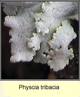 Physcia tribacia