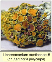 Lichenoconium xanthoriae