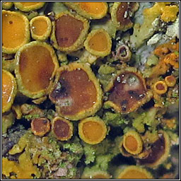 Lichenoconium xanthoriae