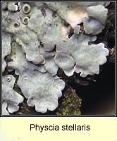 Physcia stellaris