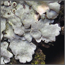 Physcia stellaris