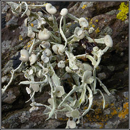 Ramalina siliquosa