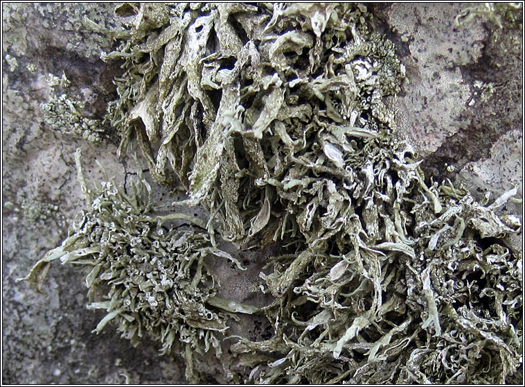 Ramalina siliquosa