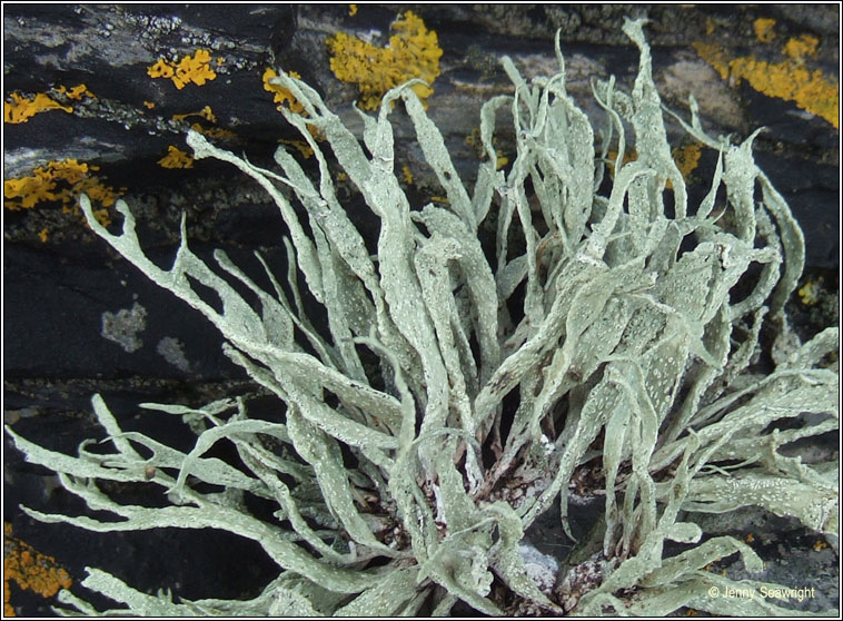 Ramalina siliquosa