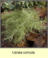 Usnea cornuta