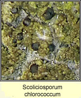 Scoliciosporum chlorococcum