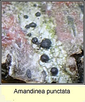 Amandinea punctata