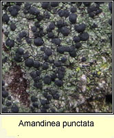 Amandinea punctata