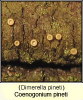 Coenogonium pineti (Dimerella pineti)