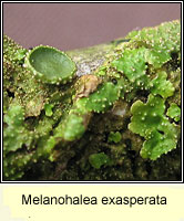 Melanohalea exasperata