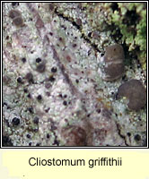 Cliostomum griffithii