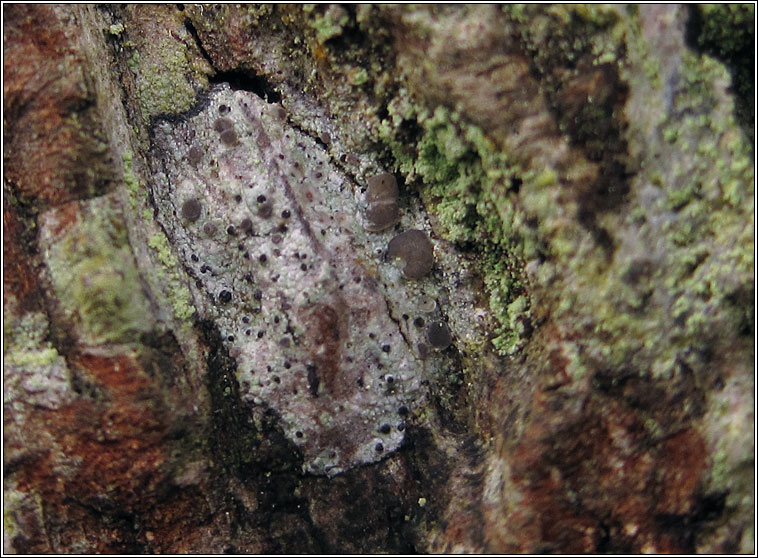 Cliostomum griffithii