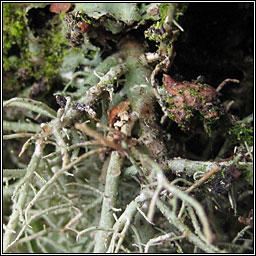 Usnea cornuta