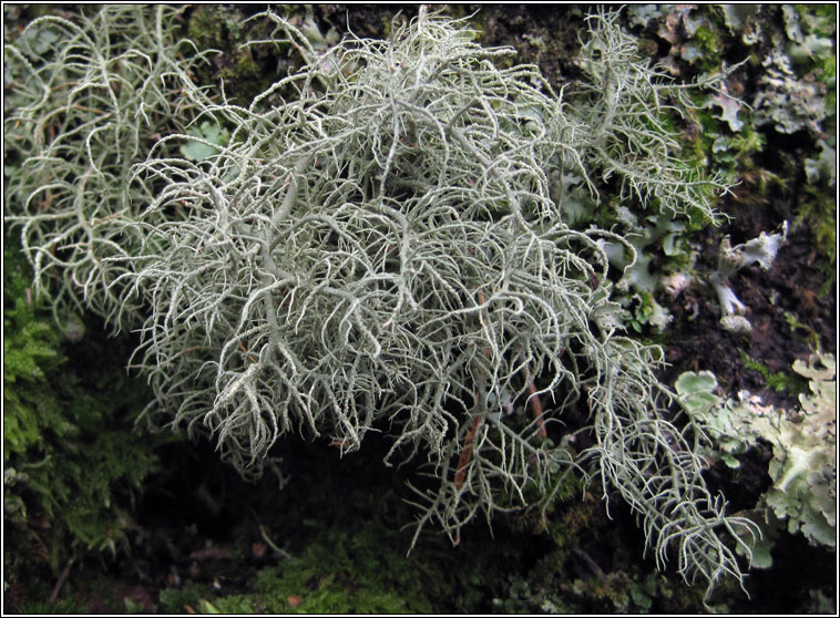 Usnea cornuta