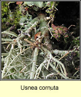 Usnea cornuta