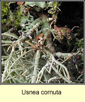 Usnea cornuta