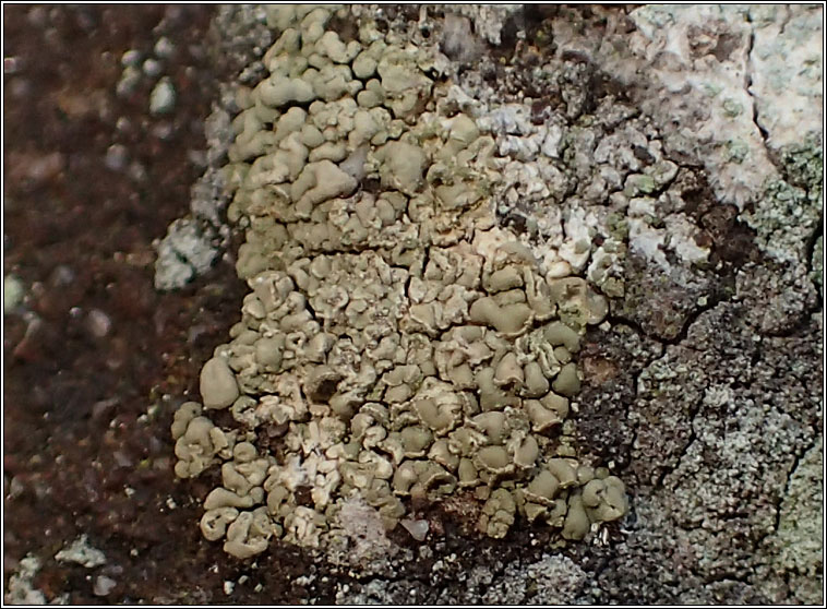 Hypocenomyce scalaris