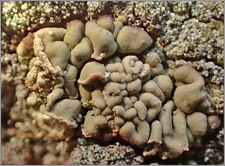 Hypocenomyce scalaris