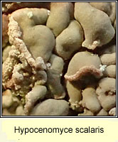 Hypocenomyce scalaris