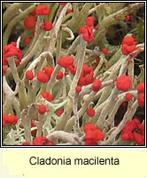 Cladonia macilenta