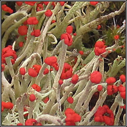 Cladonia macilenta