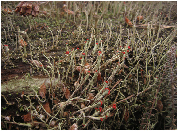 Cladonia macilenta