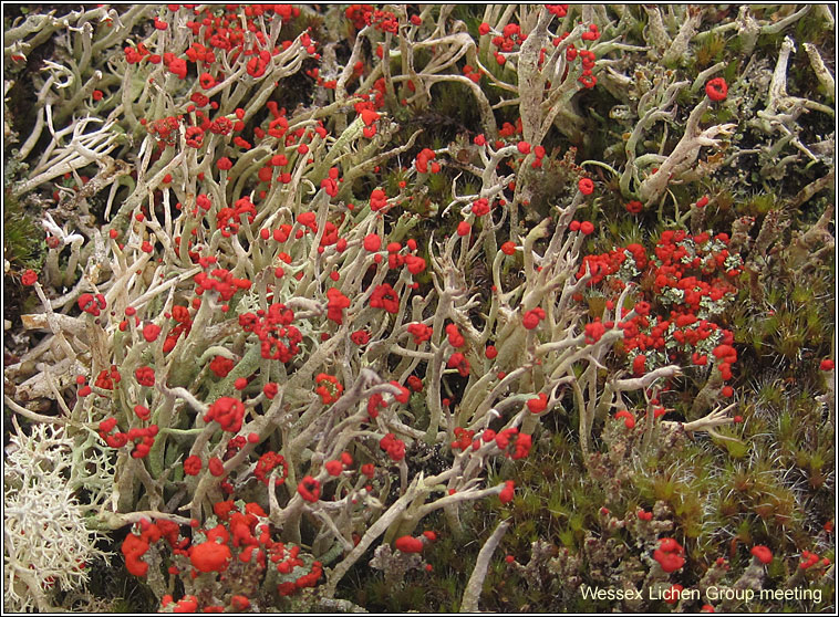 Cladonia macilenta